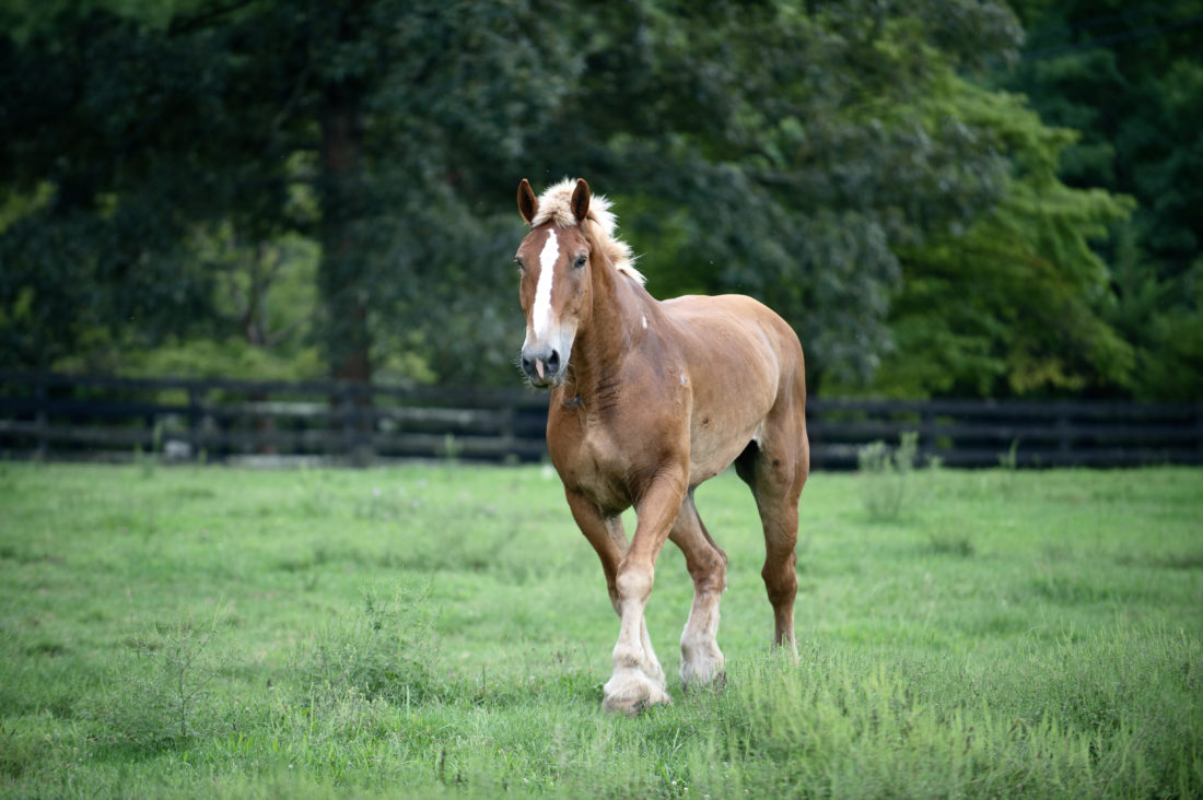 Abandoned Work Horse Has The Happiest Reaction To Getting His Hooves Trimmed